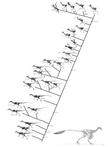 dino_bird_cladogram-k